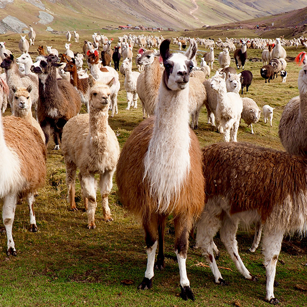 Lama de montagne