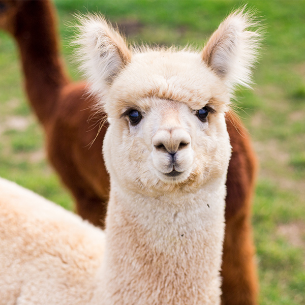 Portrait du Lama