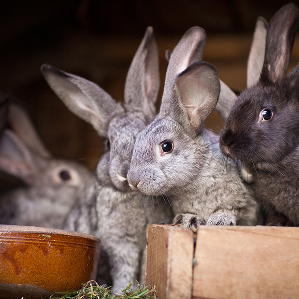 Groupe de Lapin de garenne