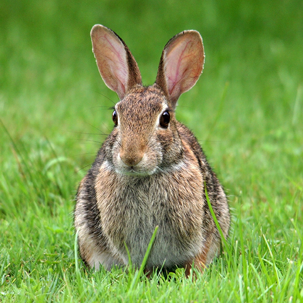 Lapin de garenne dans l'herbe