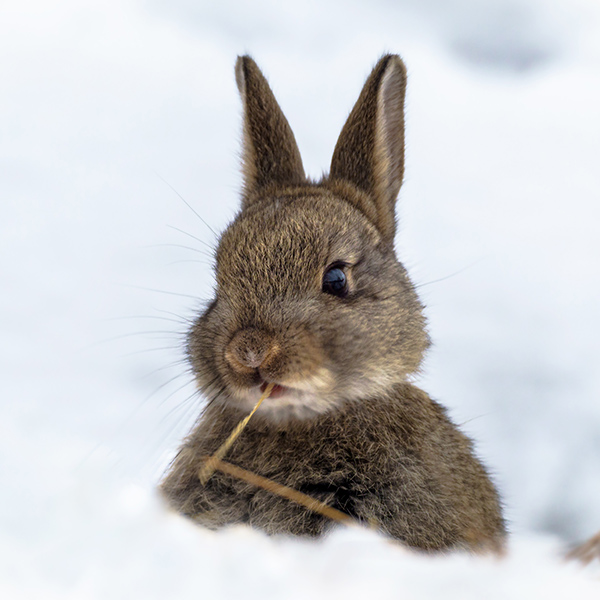 Lapin de garenne dans la neige