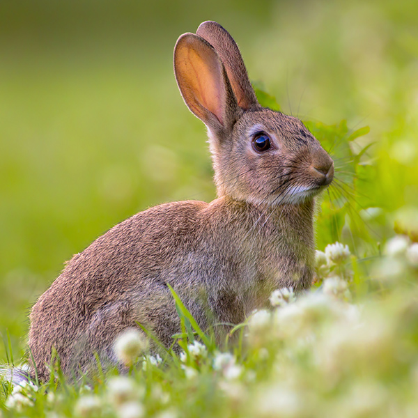 Lapin de garenne qui observe