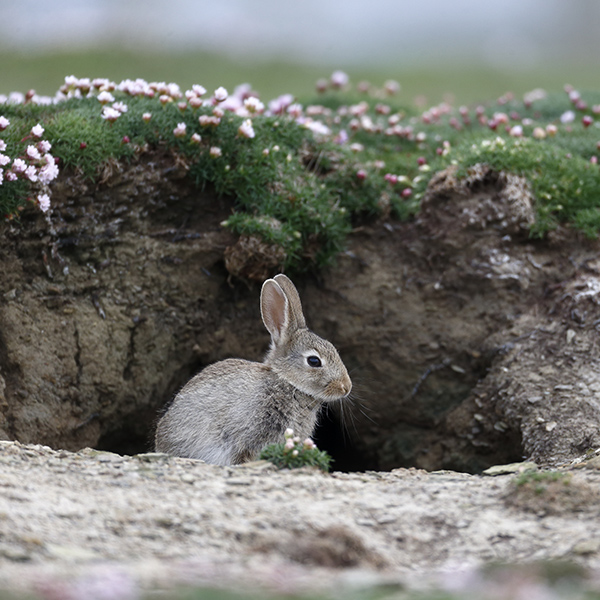 Lapin de garenne dans son terrier