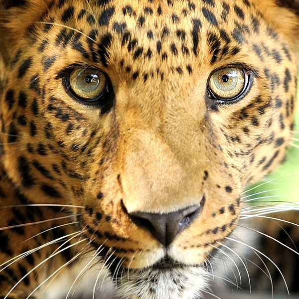 Portrait du Léopard