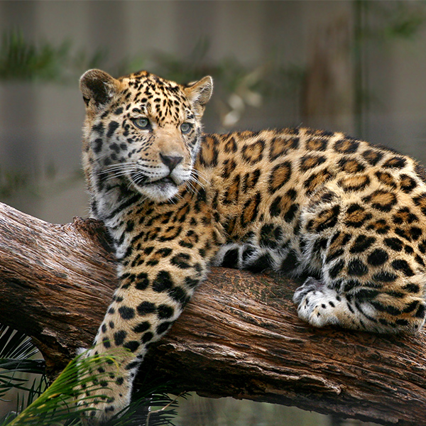 Léopard au zoo