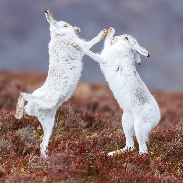 Combat entre lièvre blanc