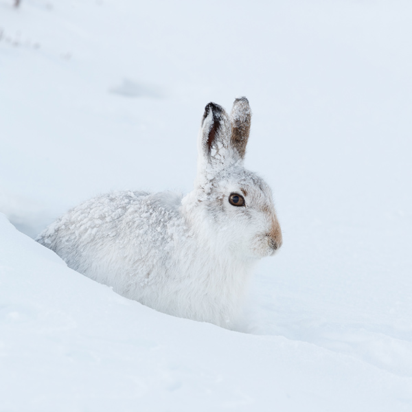 Lièvre blanc dans la neige à l'hiver