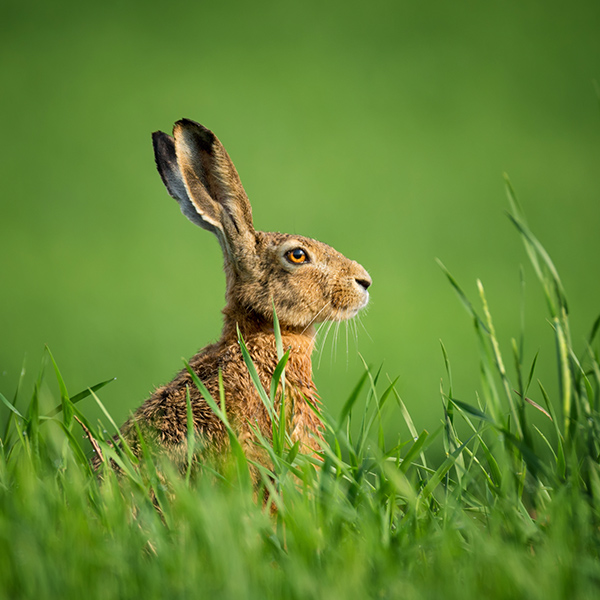 Lièvre dans l'herbe