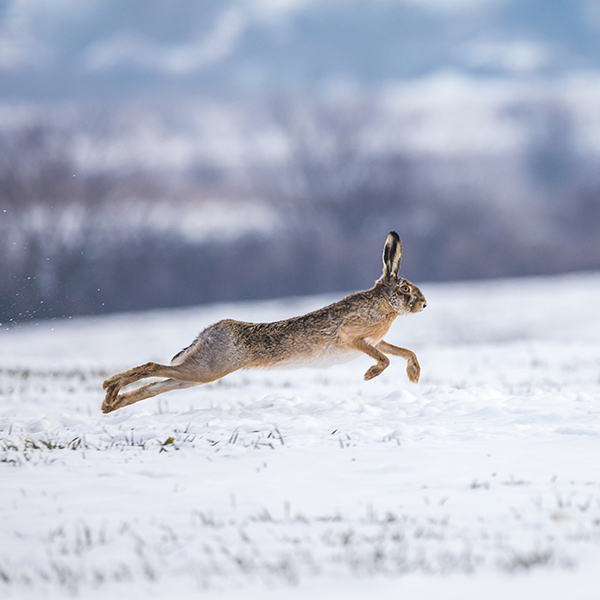 Lièvre saut dans la neige