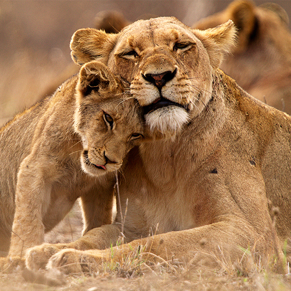 Lione avec son bébé lion
