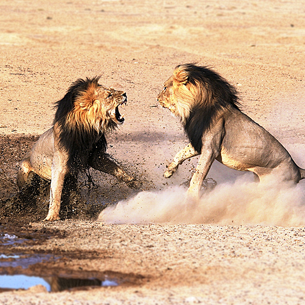 Combat de Lion