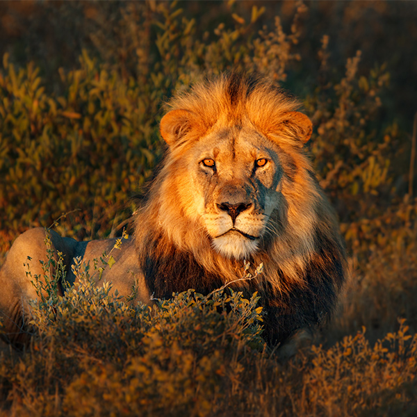 Lion couché dans l'herbe