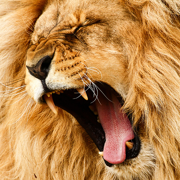 Portrait de lion avec une grande crinière