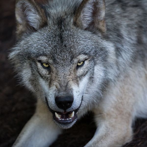 Loup qui montre les croc