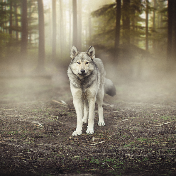 Loup dans la forêt