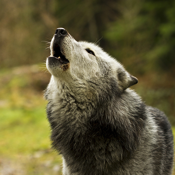 Loup qui hurle dans la forêt