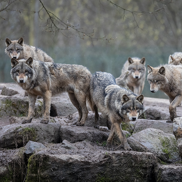 Meute de loup