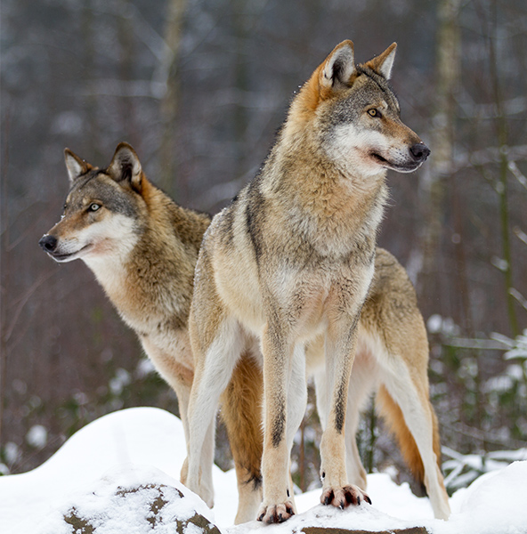 Loup dans la neige