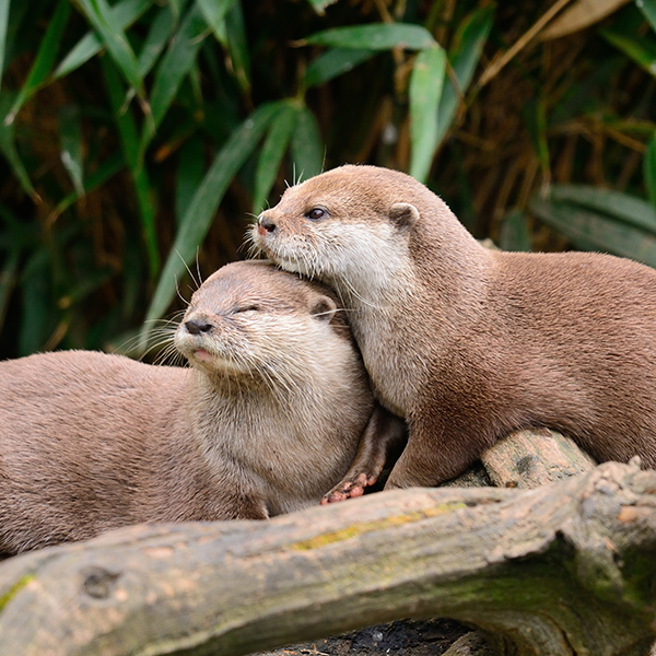 Couple de Loutre