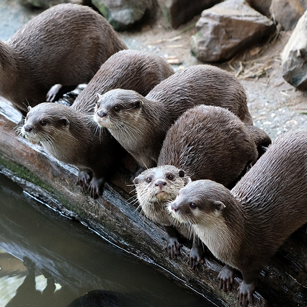 Groupe de loutre au bord de l'eau