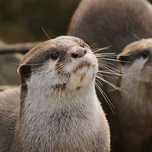 Loutre mignion