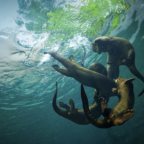 Loutre qui nage sous l'eau