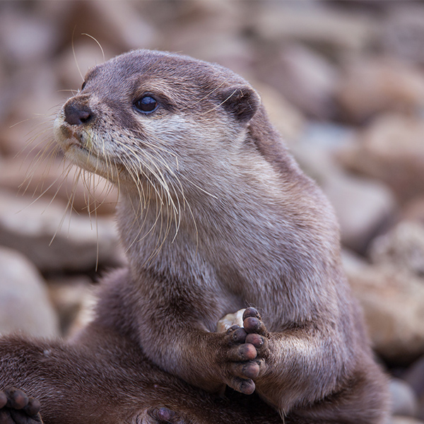 Loutre qui observe