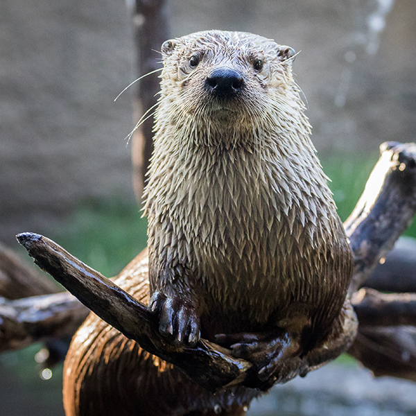 Loutre trempé