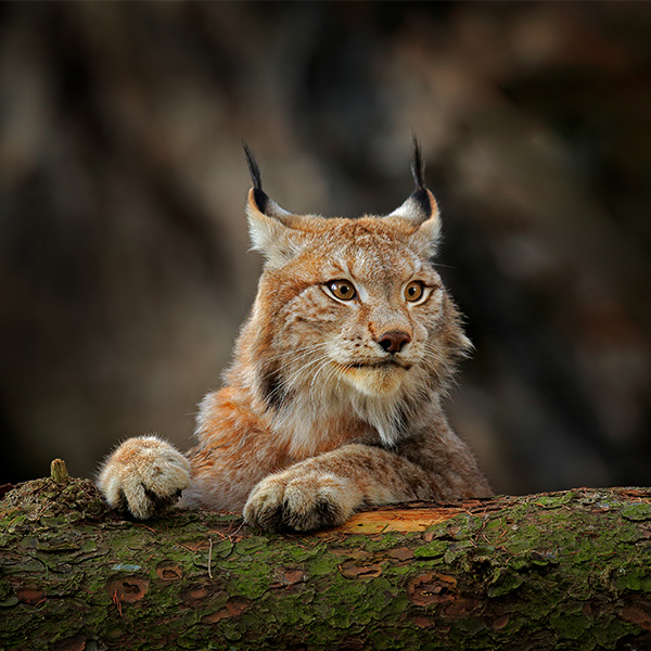 Lynx caché derière un arbre
