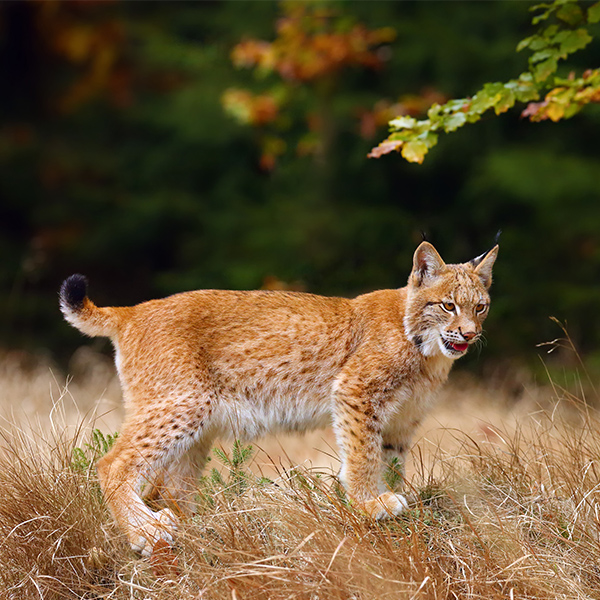 Lynx chasseur