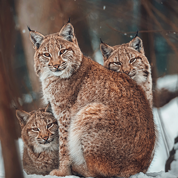Famille de Lynx