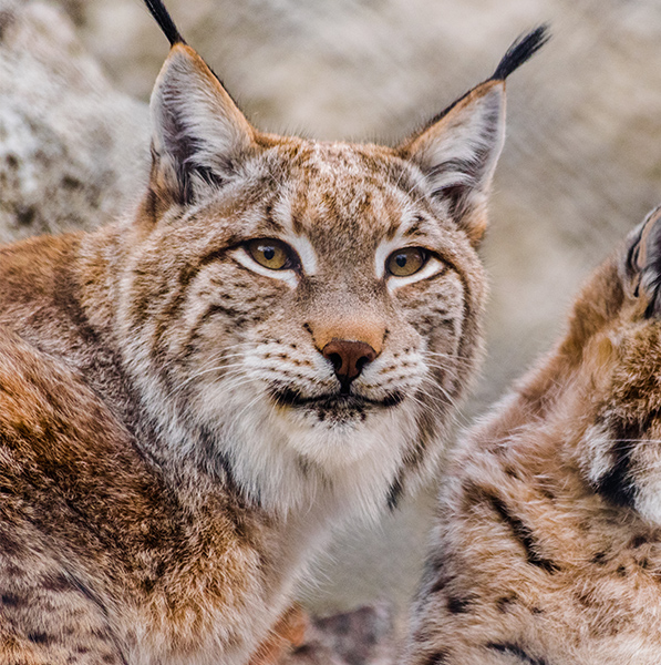 Groupe de Lynx