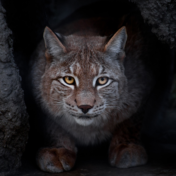 Portrait du Lynx