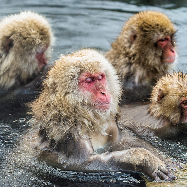 Macaque japonais dans bain chaud