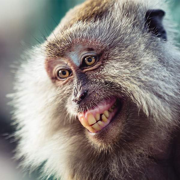 Sourire du Macaque