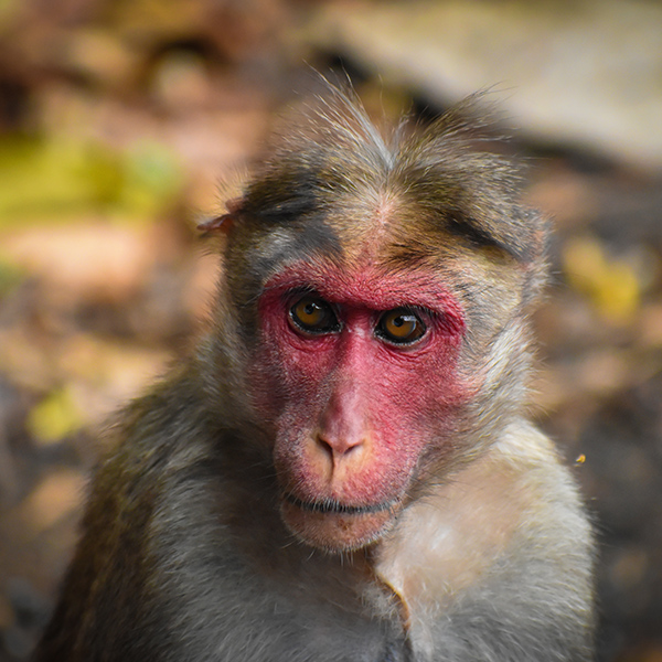 Macaque au visage rouge