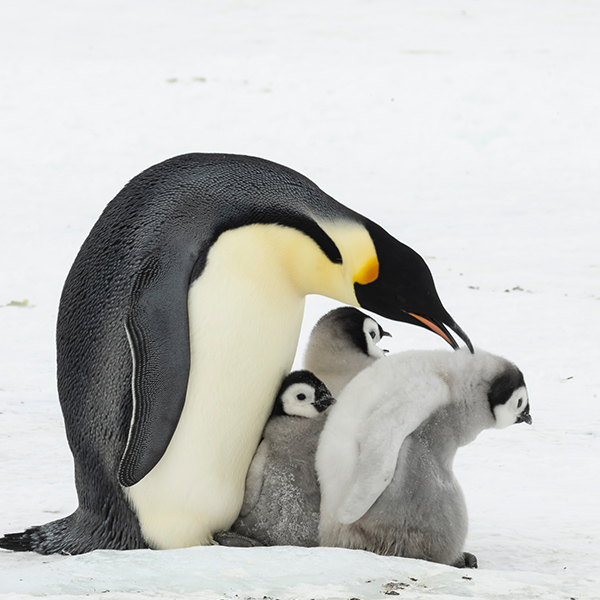 Famille de Manchot