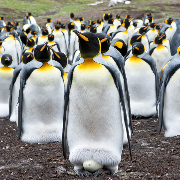 Groupe de manchot qui marche sur la terre