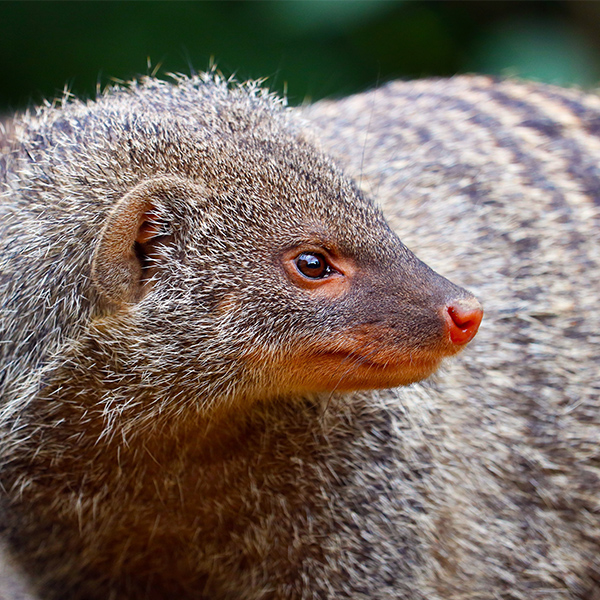 Regard de la Mangouste