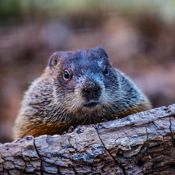 Marmotte dans un arbre
