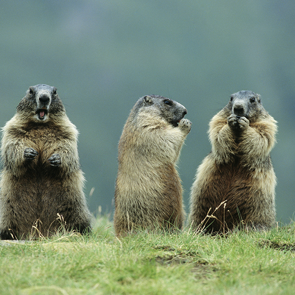 Groupe de marmotte dans l'herbe