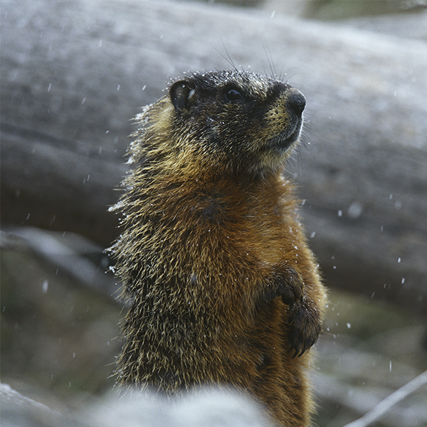 Marmotte à l'hivers
