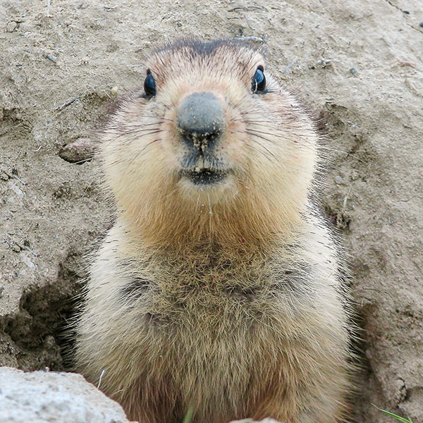 Marmotte sort d'un trou