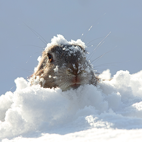 Marmotte avec la tête dans la neige