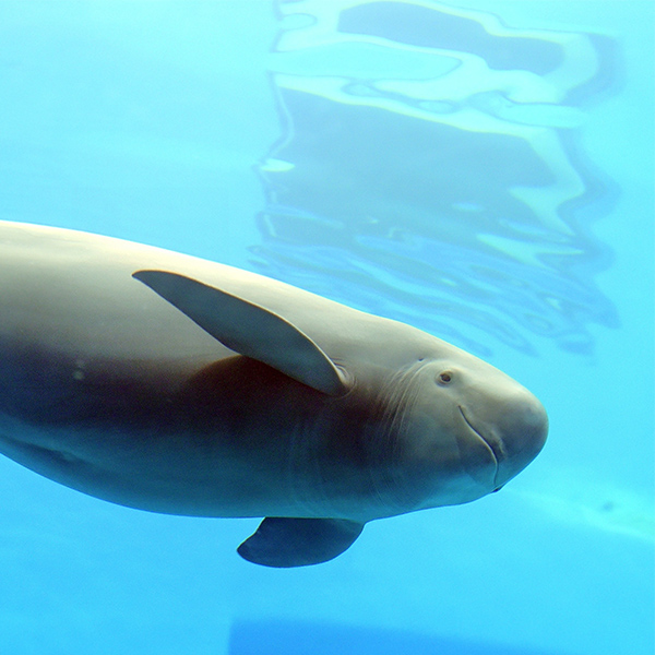 Marsouin dans un aquarium