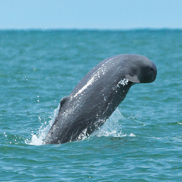 Marsouin saut dans l'eau