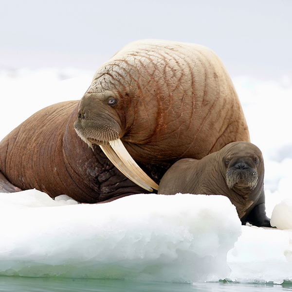 Bébé Morse sur la glace