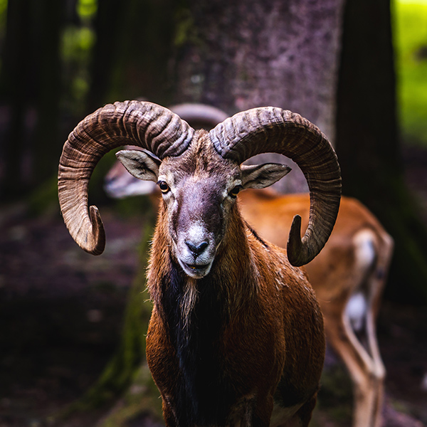 Mouflon dans la forêt