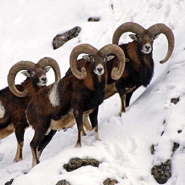 Groupe de mouflon en montagne