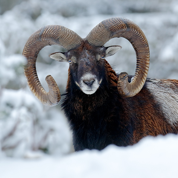 Mouflon dans la neige